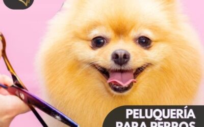 Peluquería para Perros como Negocio