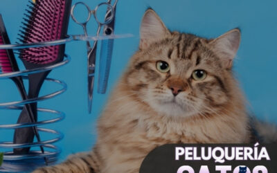 Peluquería para Gatos como Negocio